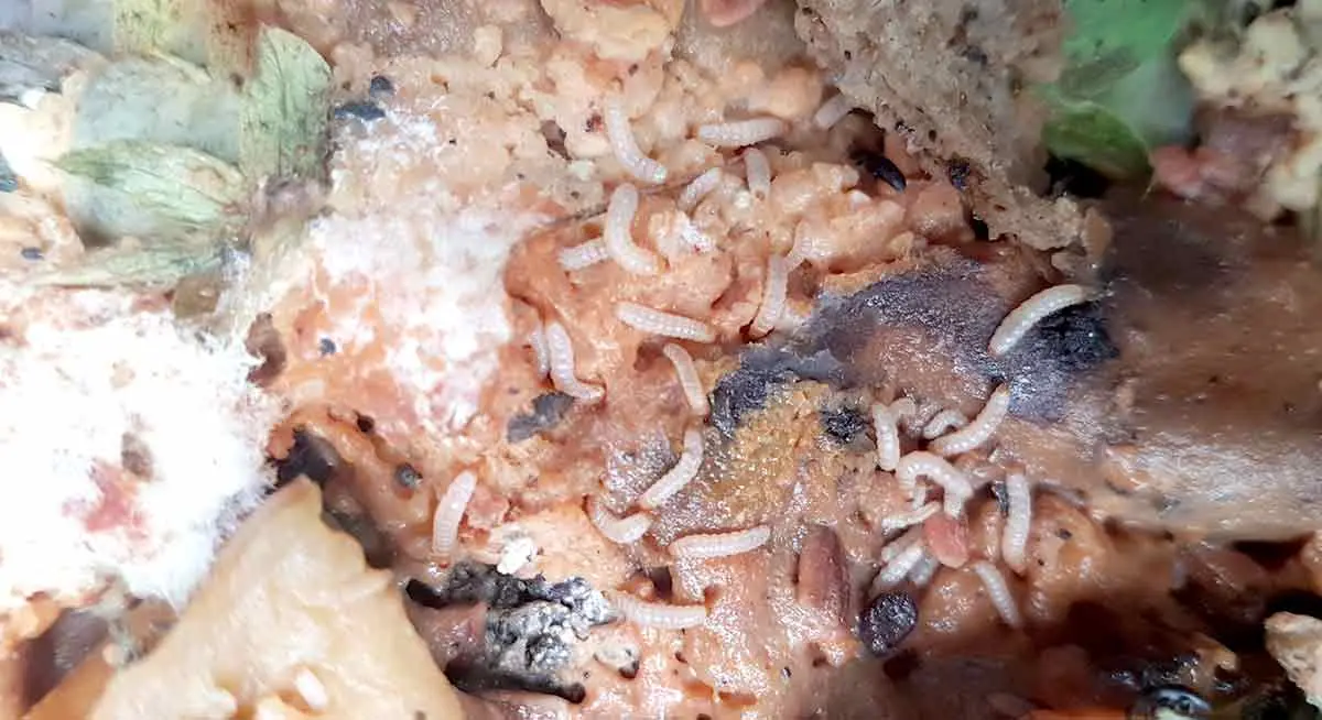 maggots eating meat