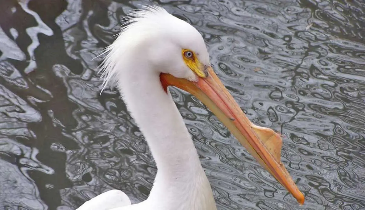 american white pelican breeding horn