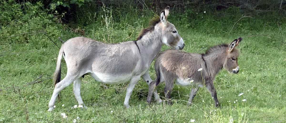 miniature donkeys in field