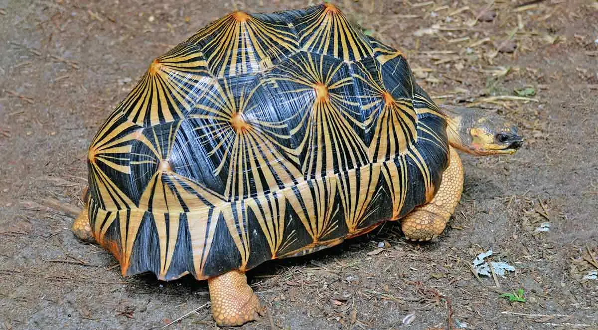 radiated tortoise on ground