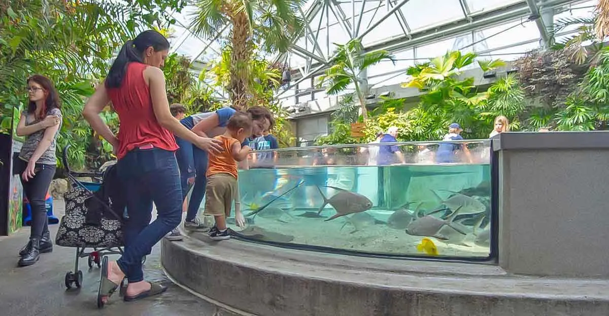 chattanooga tennessee aquarium