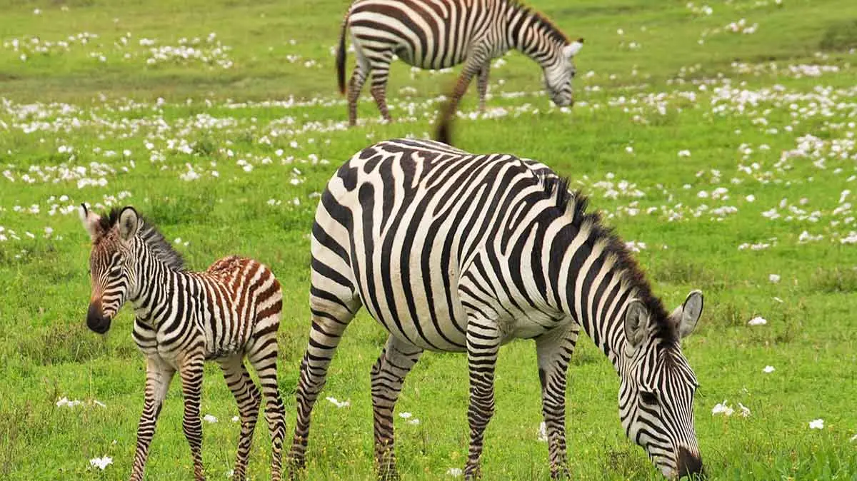 zebras with baby foal in grassy field