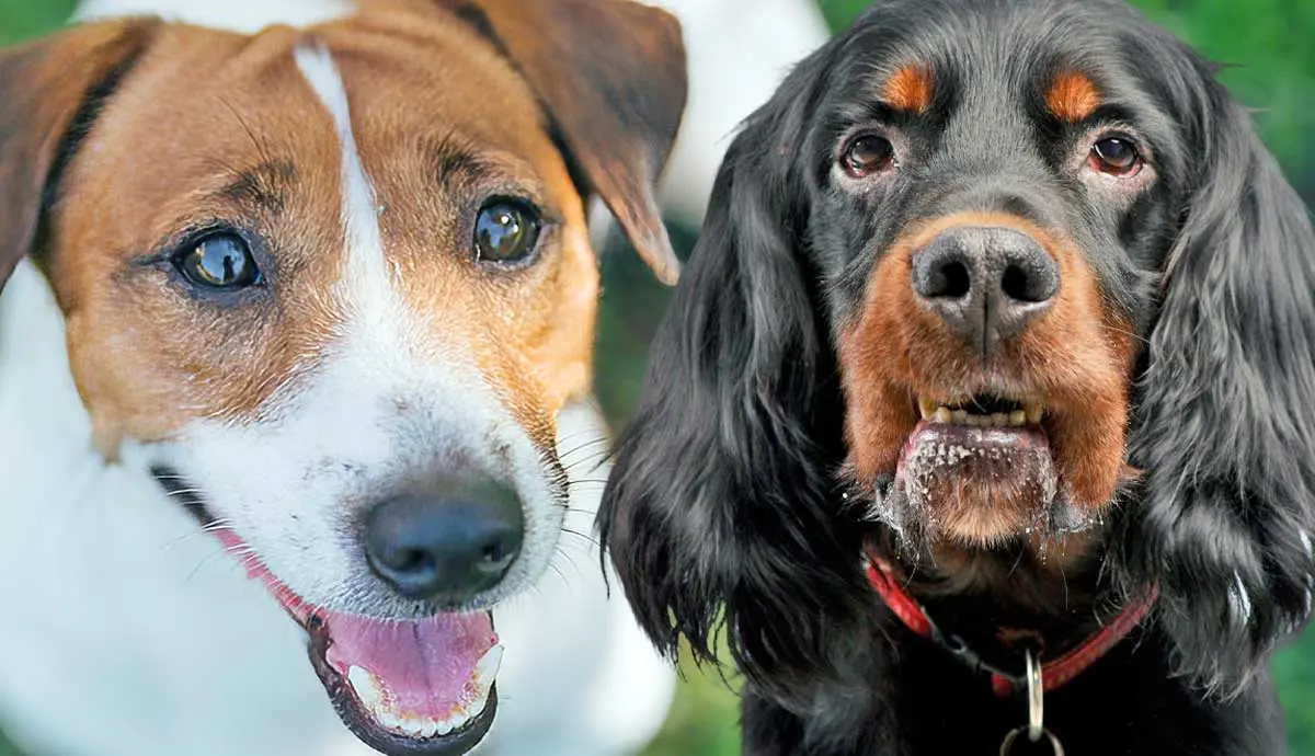 what dog breeds are named after people