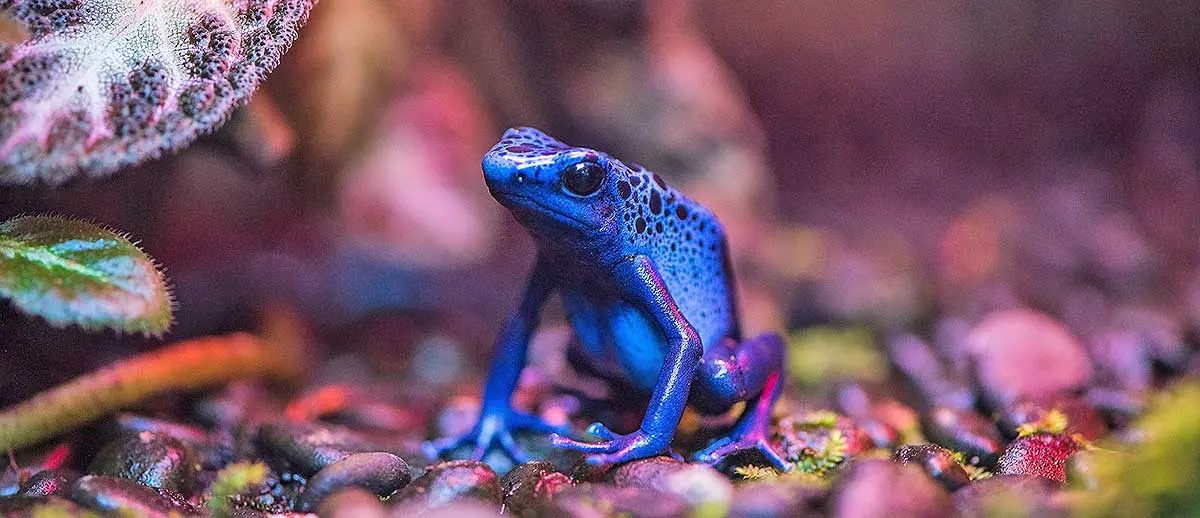 blue black frog