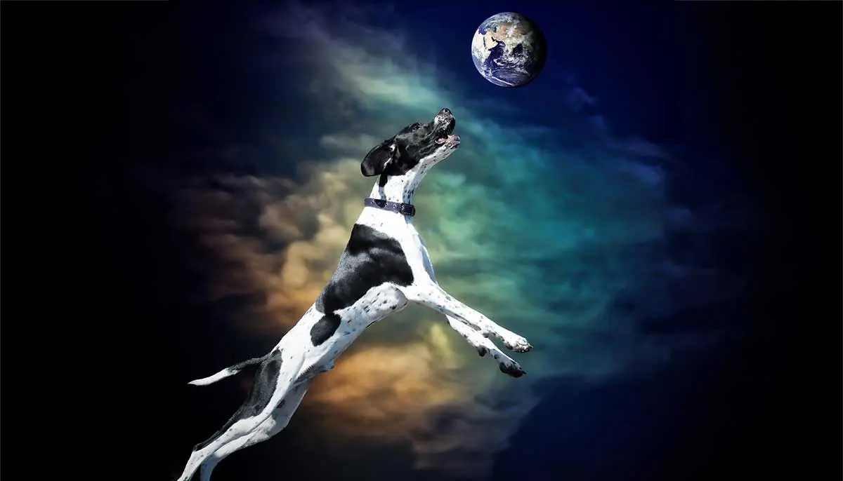 dog earth magnetic field