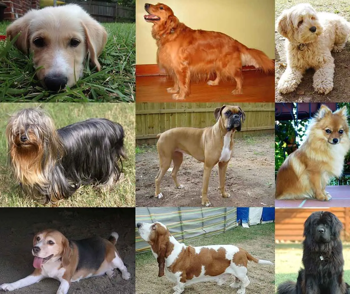 nine dog breeds in a collage