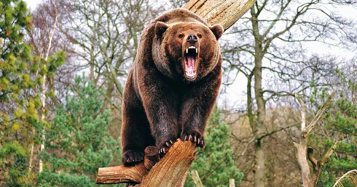 bear roaring on log
