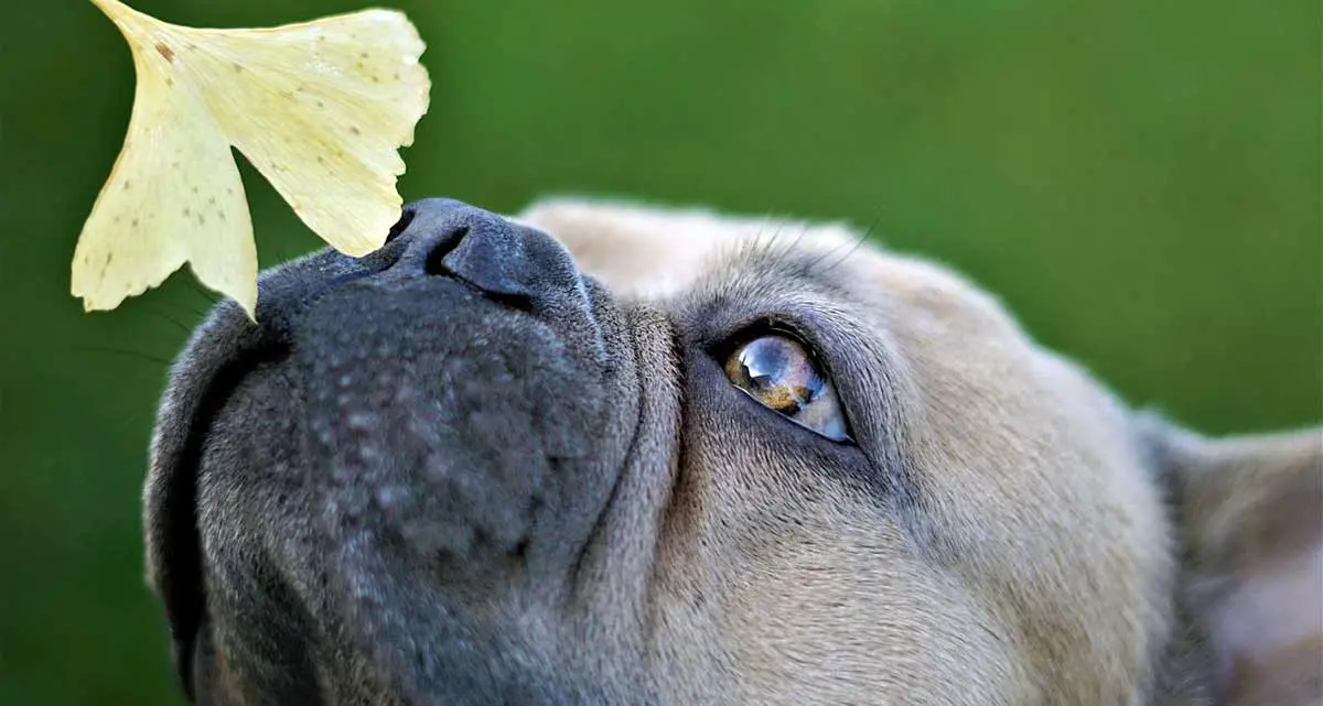 bulldog sense smell