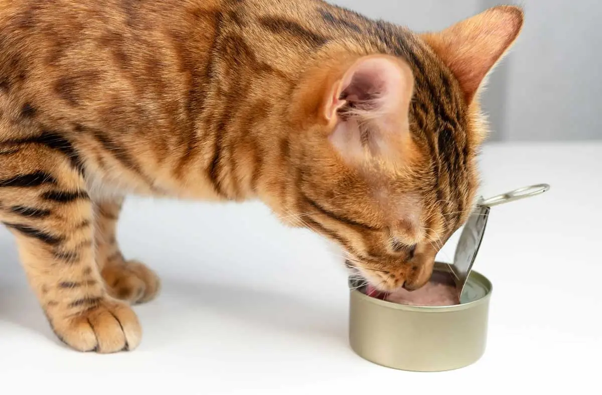 cat drinking tuna water