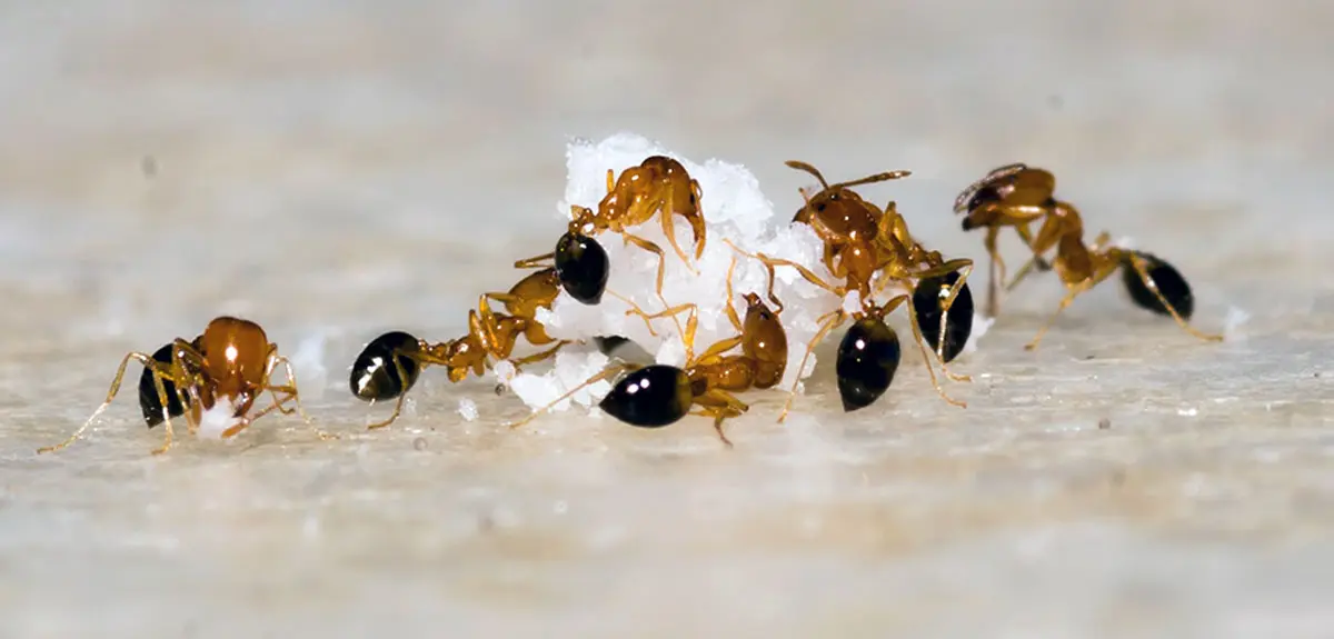 ants gathering sugar brown surface