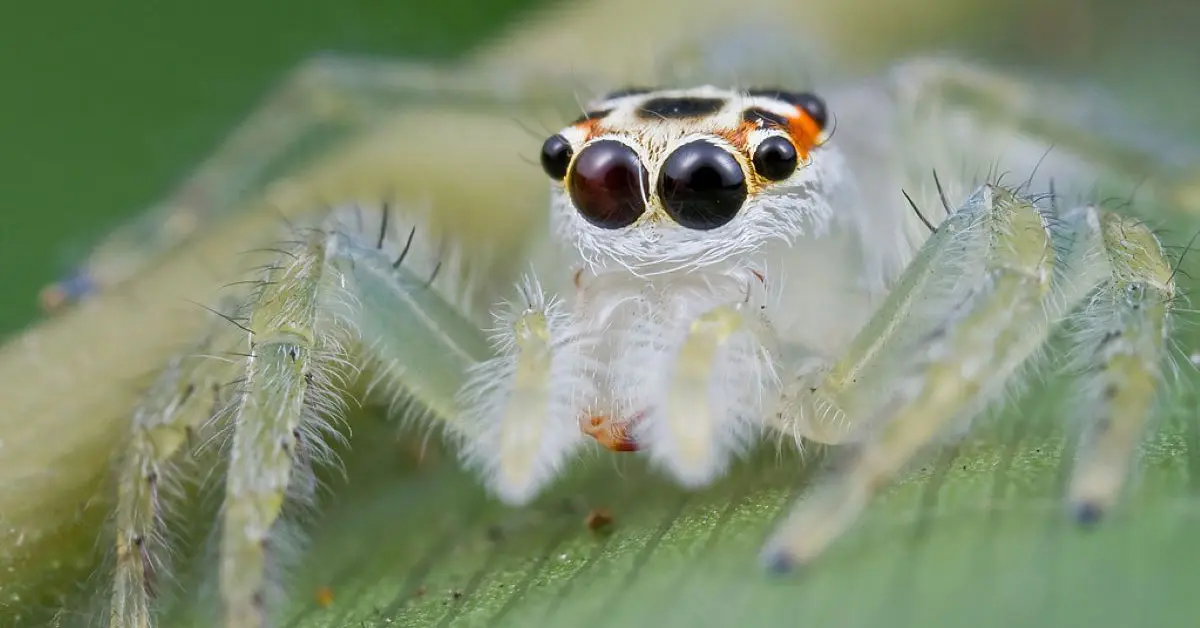 clear spider