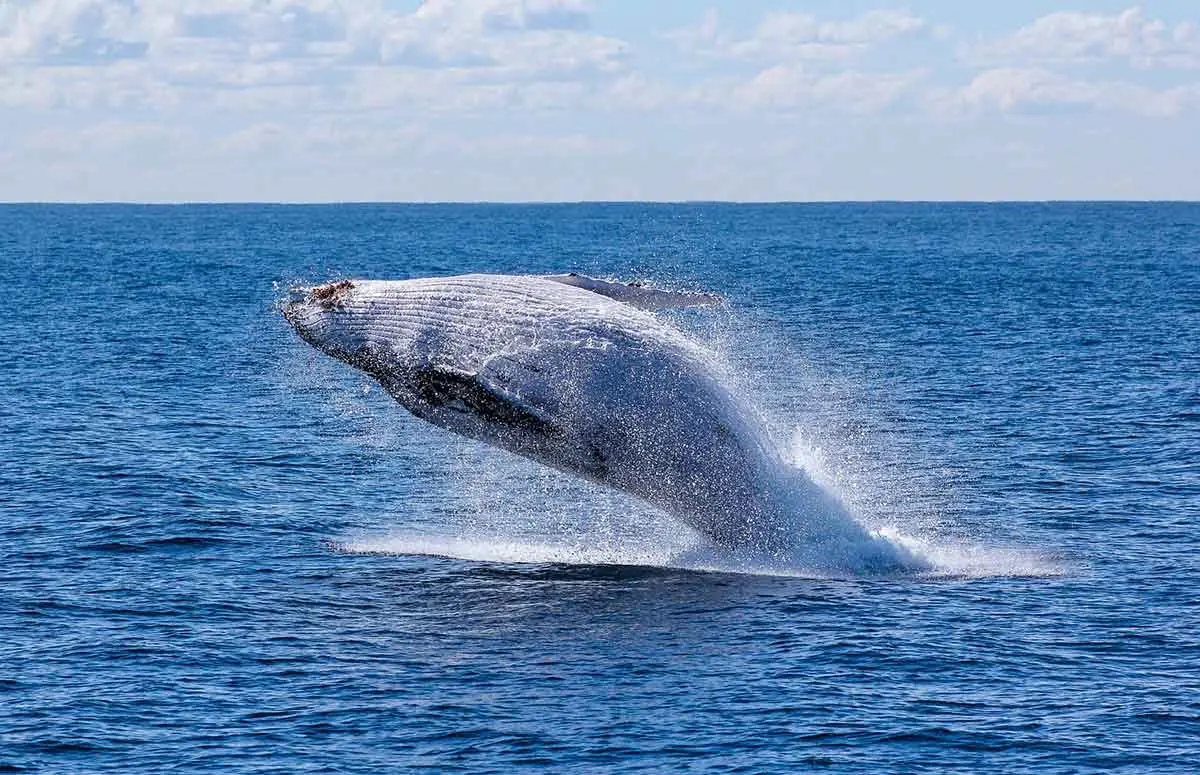 Blue Whale Leaping from the sea.