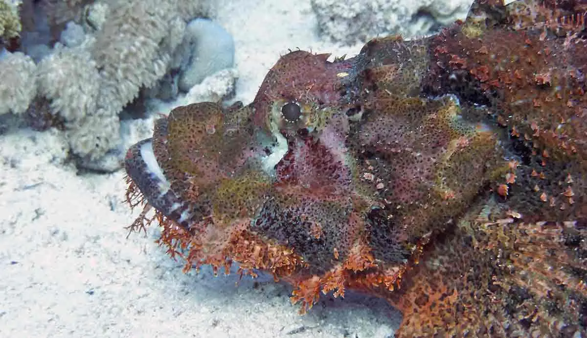 close up stonefish on ocean floor