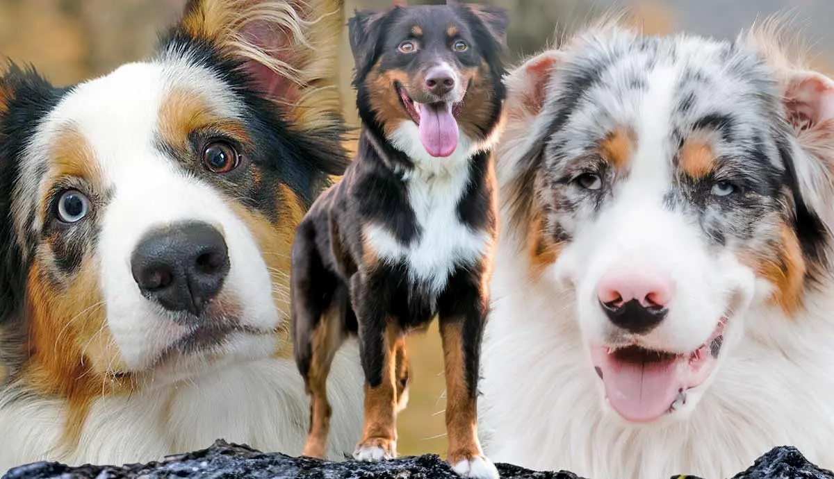 everything to know about australian shepherds