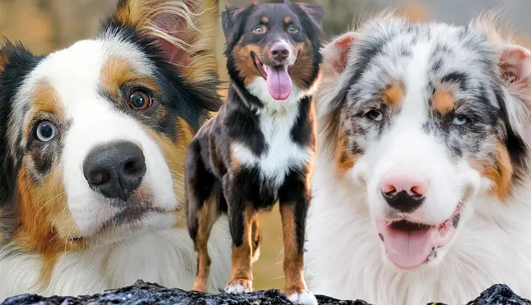 everything to know about australian shepherds