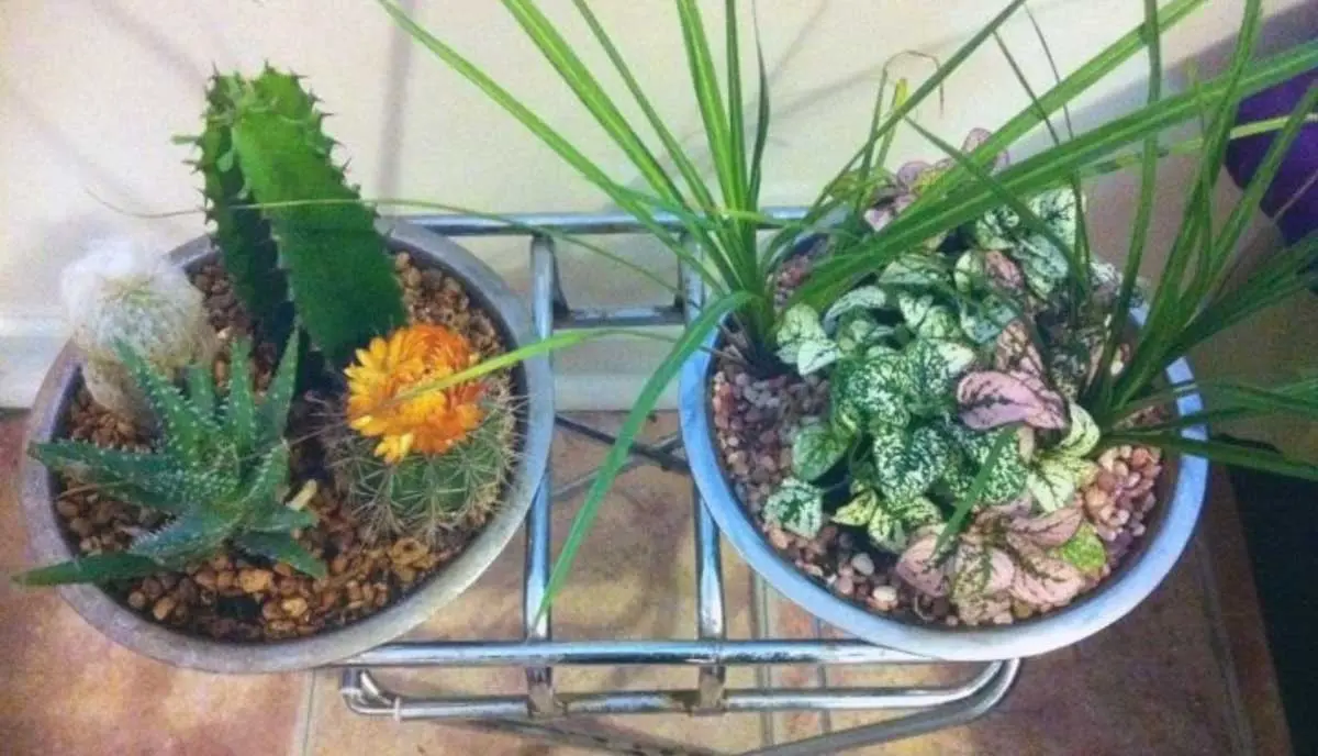 Dog Bowls Used as Pot Plant Holders