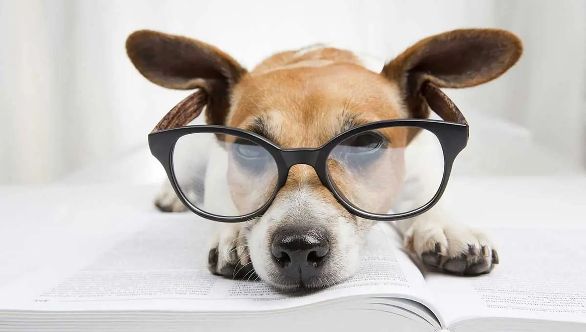 dog wearing glasses and sitting on a book