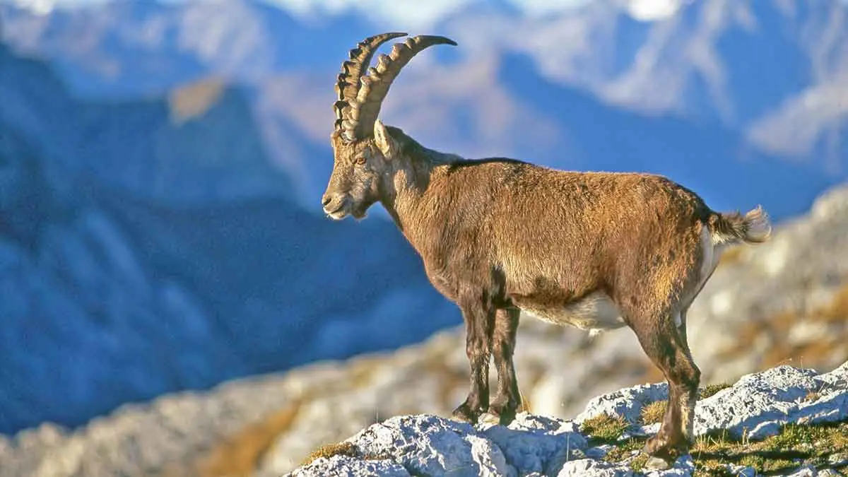 Pyrenean ibex european