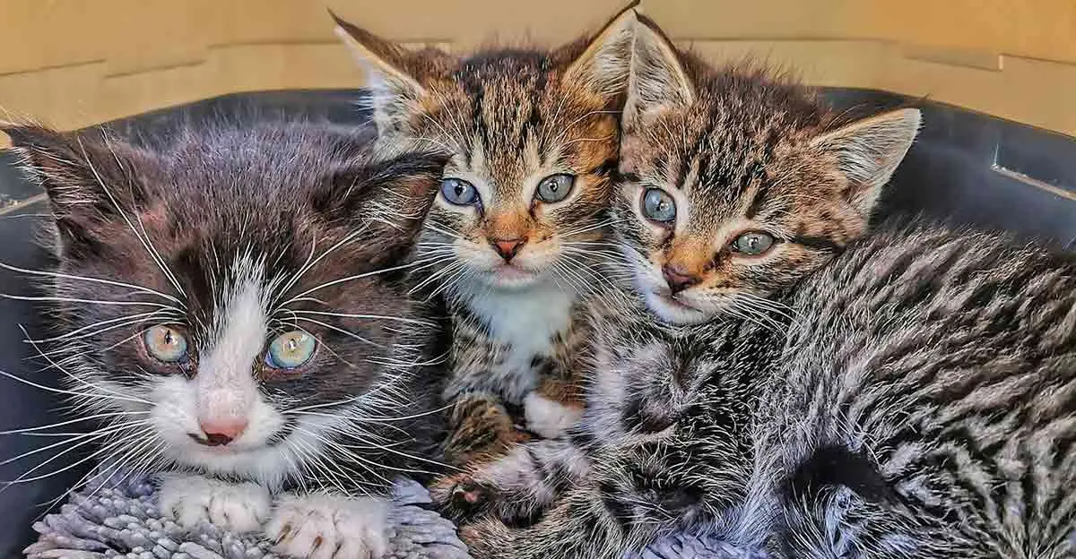 kittens inside carrier