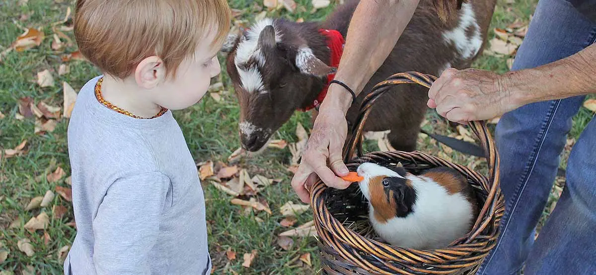 guinea pig picnic basket little boy goats