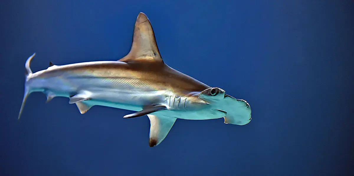 hammerhead shark david clode unsplash