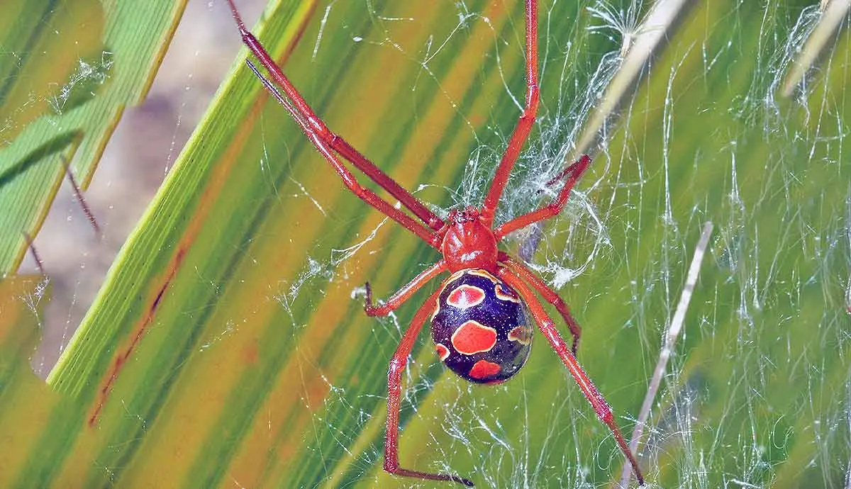 red widow spider web