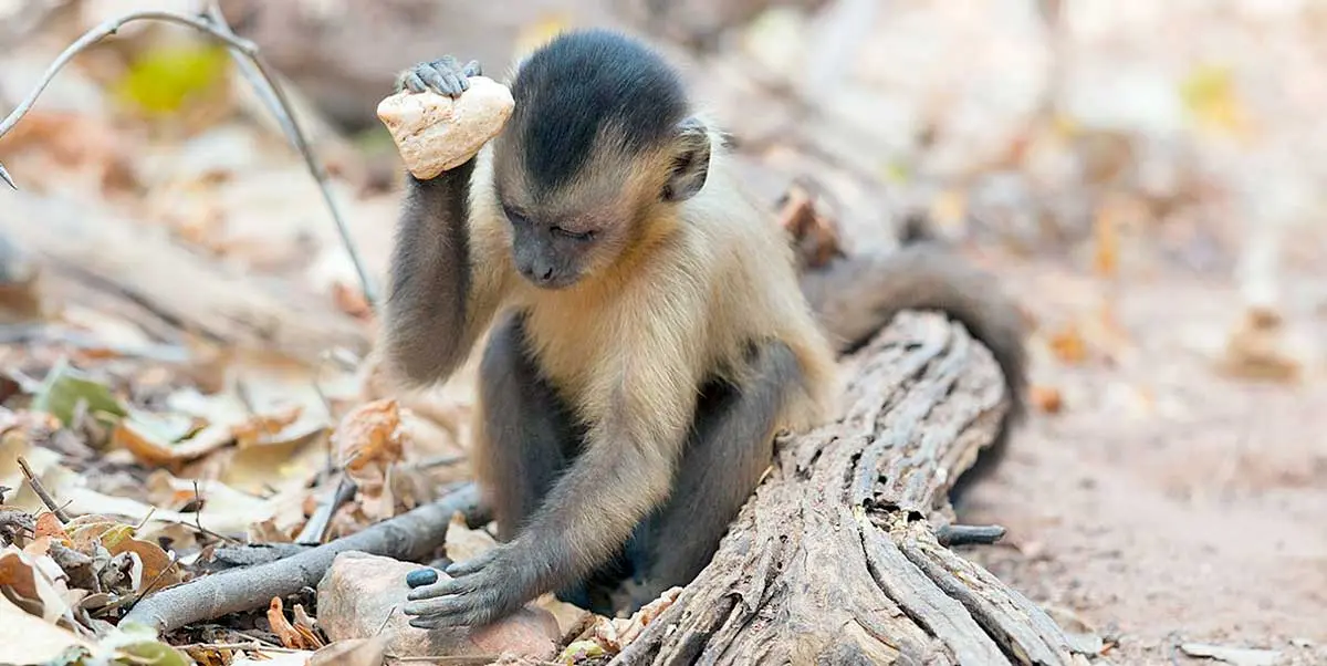 monkey using rock