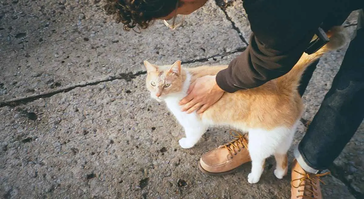 man petting a cat