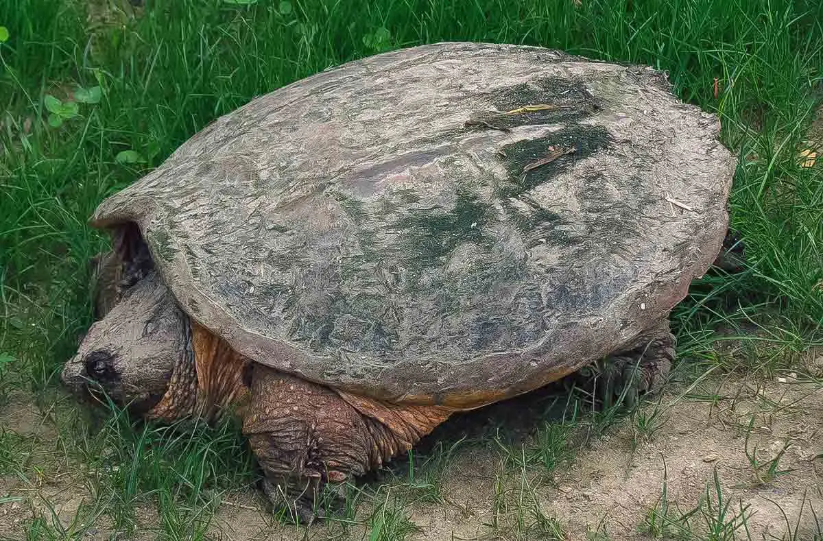 common snapping turtle on grass