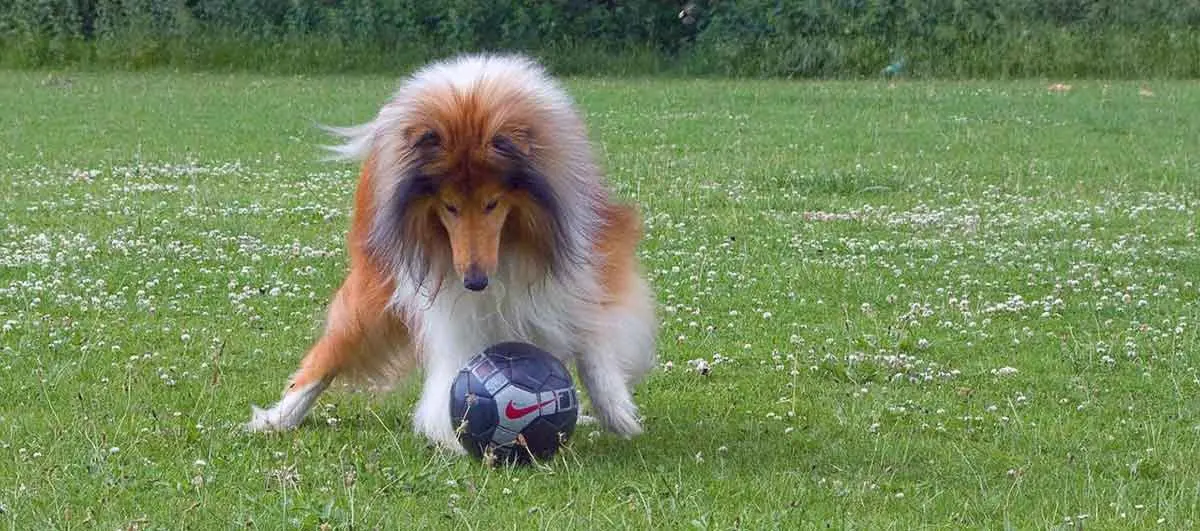 rough collie playing with ball
