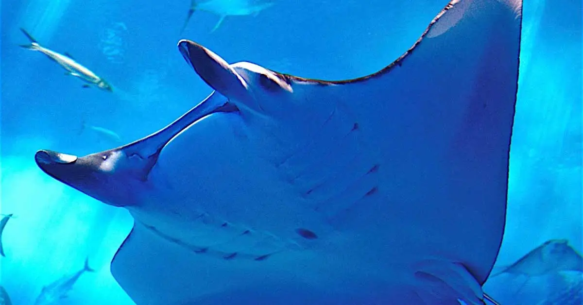 manta ray swimming gliding