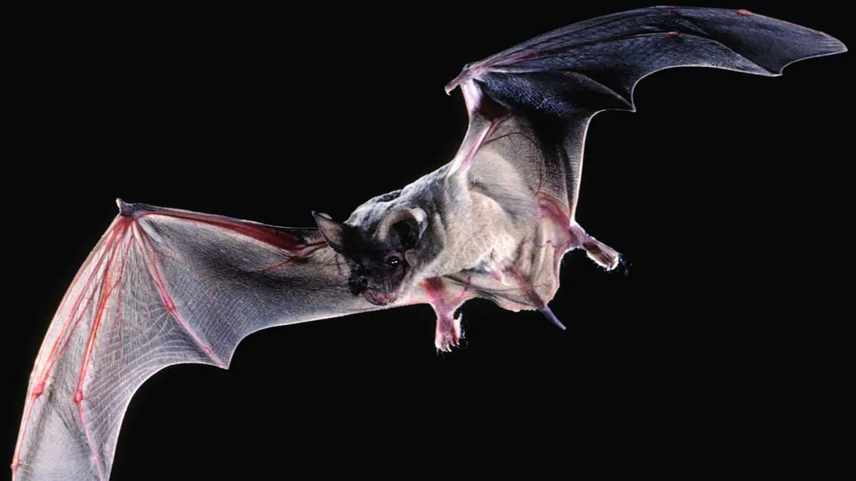 Mexican free tailed bat in flight