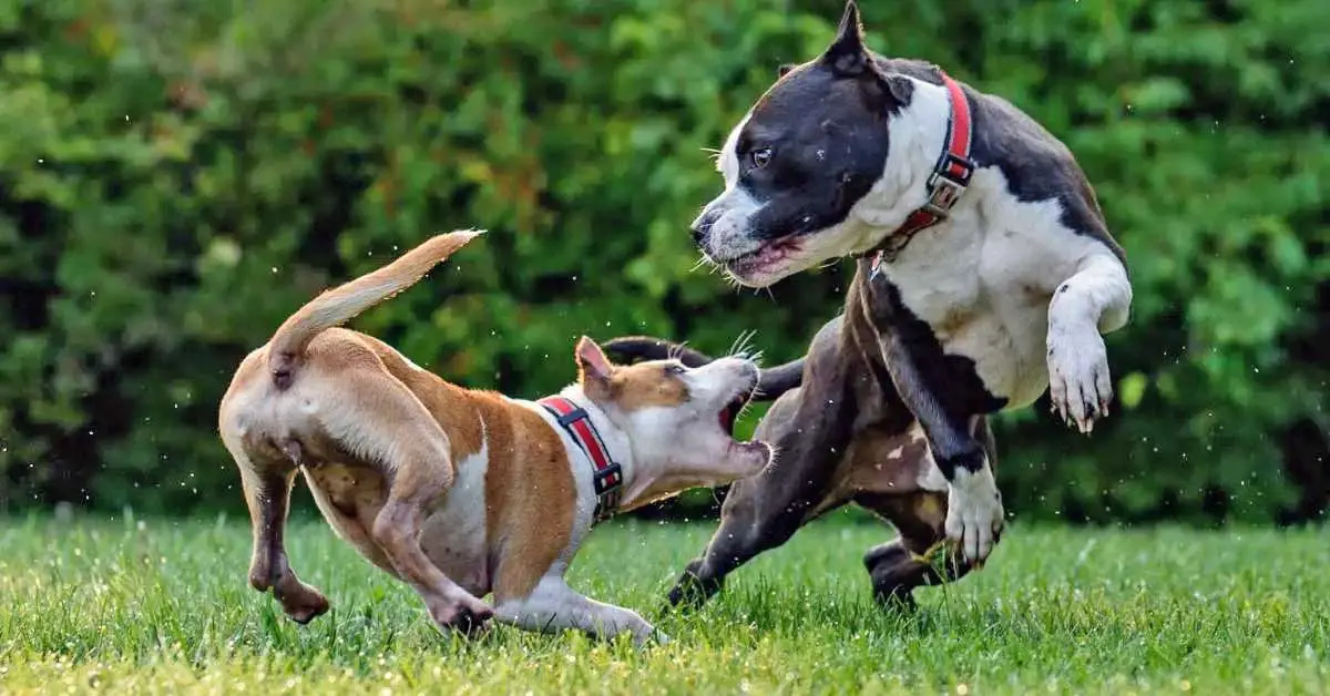 two pitbulls playing on grass