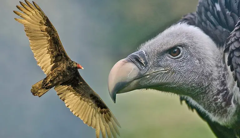 why is vulture head featherless