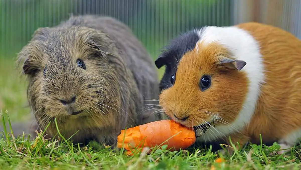 guinea pig eating carrot