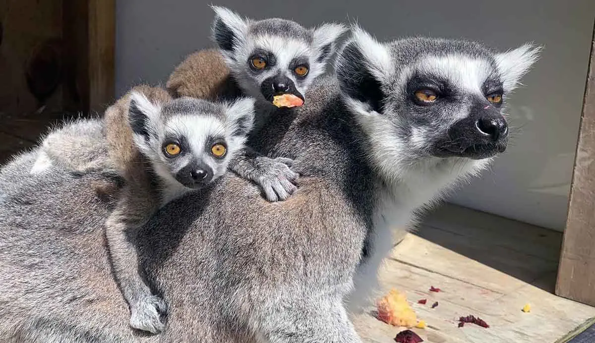 lemur mother and twins