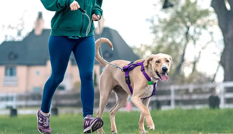 simple ways to stay fit with your dog