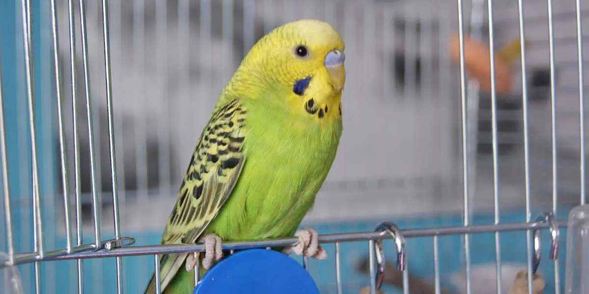 pet bird parrot cage