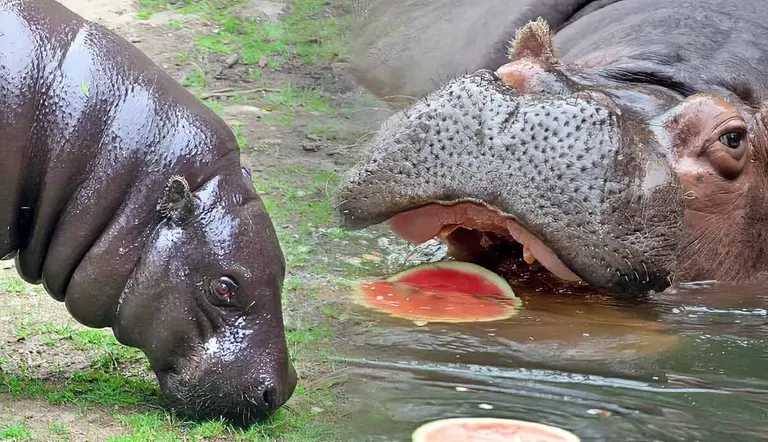 hippopotamus diet what do these massive creatures eat