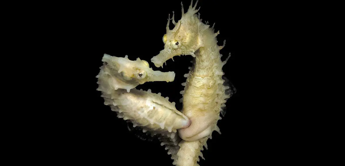 seahorse mating