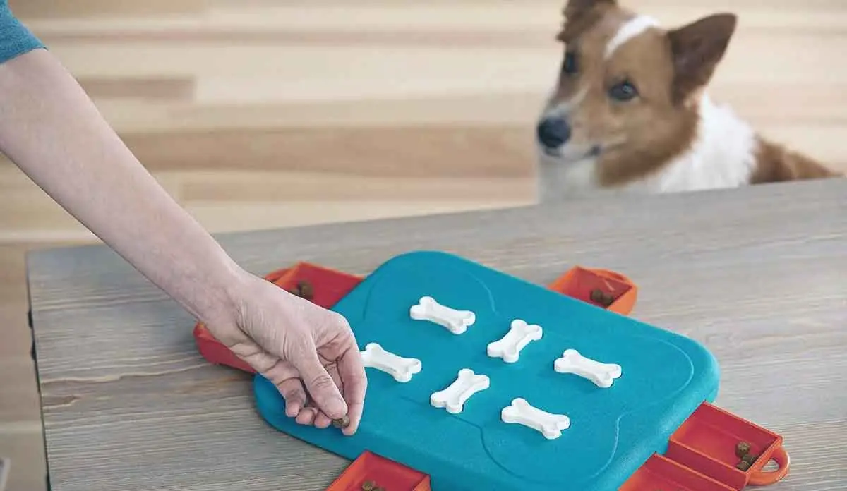 dog with interactive puzzle