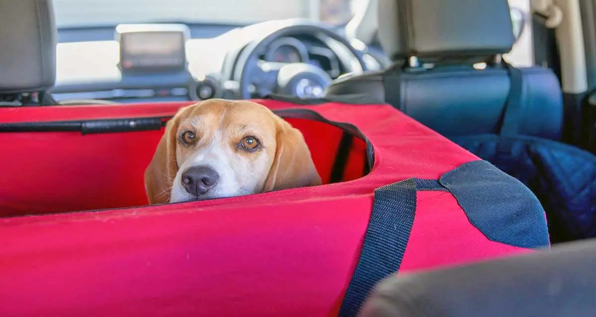 beagle in backseat