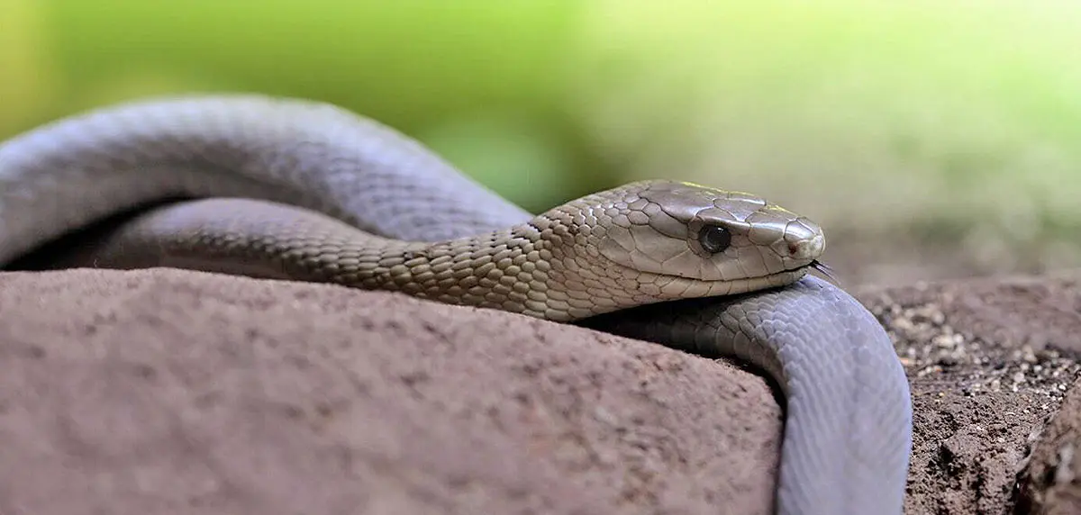 juvenile black mamba snake