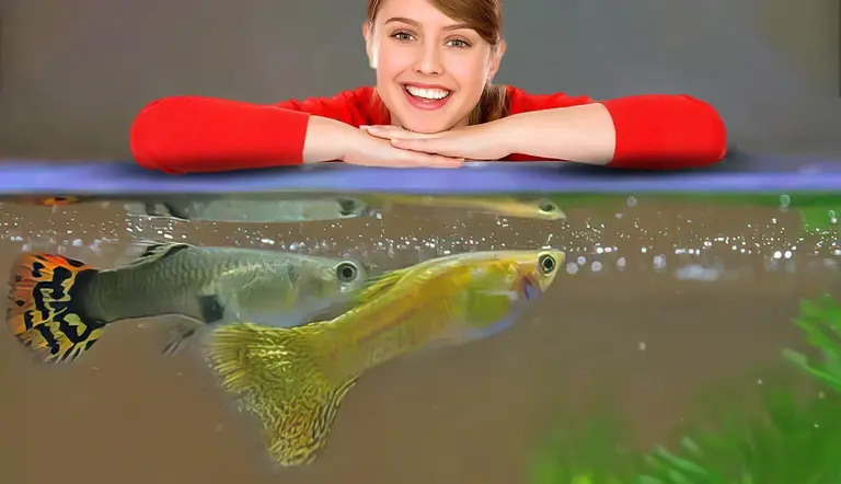 care tips for guppies