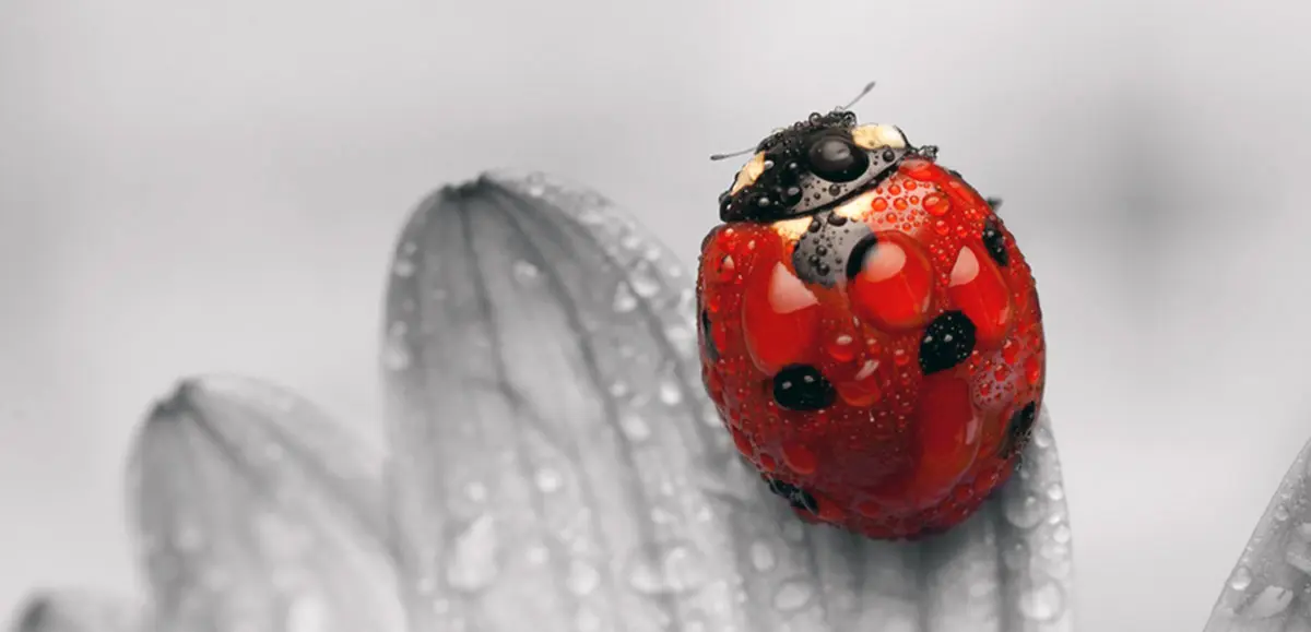 ladybug covered in water droplets