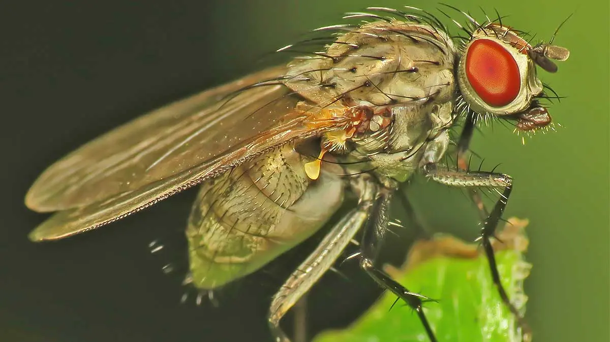 a fly eating a leaf