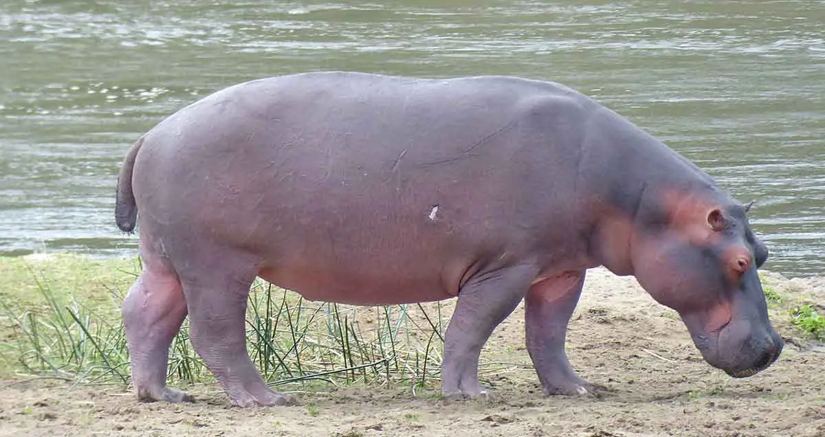 scarred hippo on land