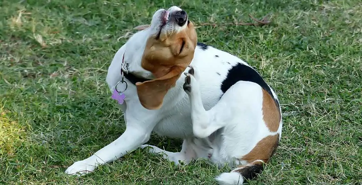 beagle dog scratching itself
