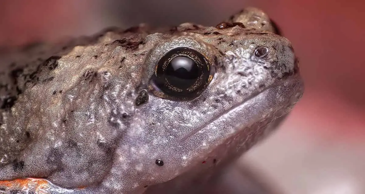 toad close up