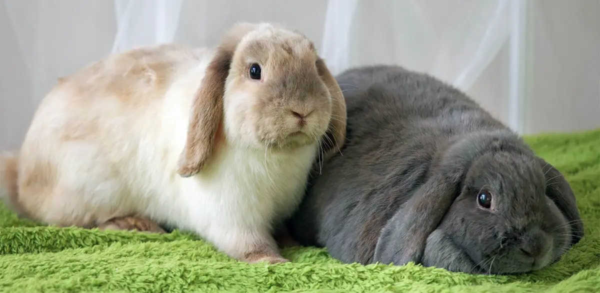 cute bunny friends